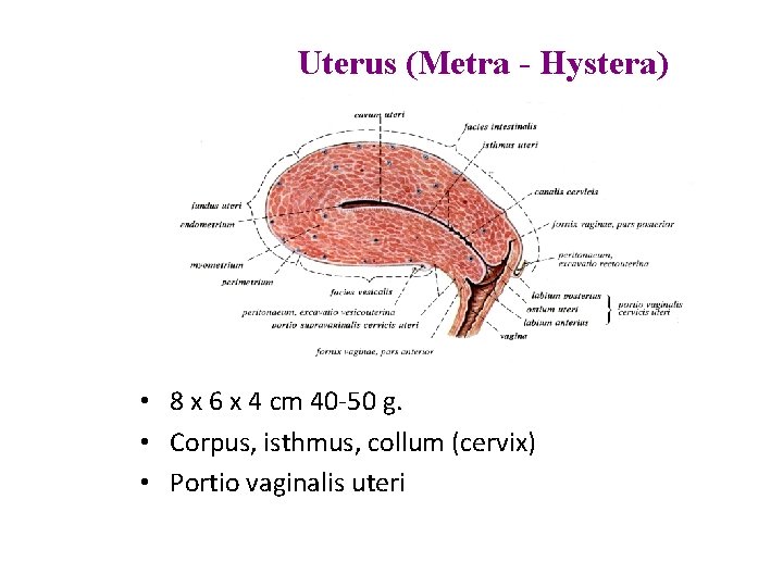 Uterus (Metra - Hystera) • 8 x 6 x 4 cm 40 -50 g.