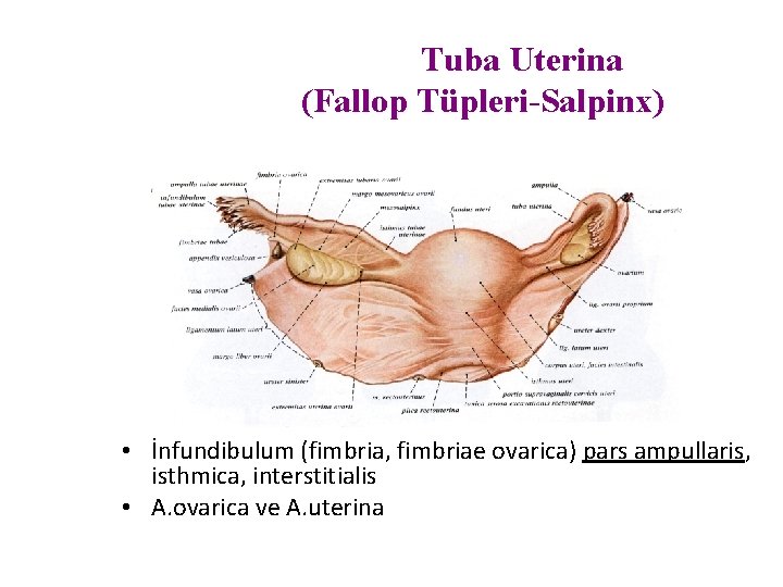 Tuba Uterina (Fallop Tüpleri-Salpinx) • İnfundibulum (fimbria, fimbriae ovarica) pars ampullaris, isthmica, interstitialis •