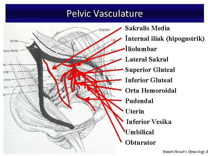 Pelvic Vasculature Sakralis Media İnternal iliak (hipogastrik) Common Iliac İliolumbar Lateral Sakral Superior Gluteal