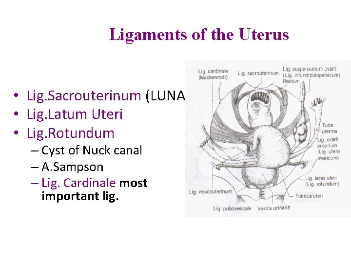 Ligaments of the Uterus • Lig. Sacrouterinum (LUNA) • Lig. Latum Uteri • Lig.