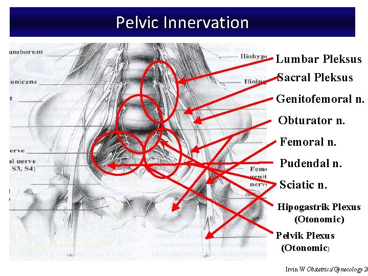 Pelvic Innervation Lumbar Pleksus Sacral Pleksus Genitofemoral n. Obturator n. Femoral n. Pudendal n.