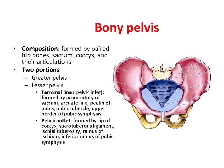 Bony pelvis • Composition: formed by paired hip bones, sacrum, coccyx, and their articulations
