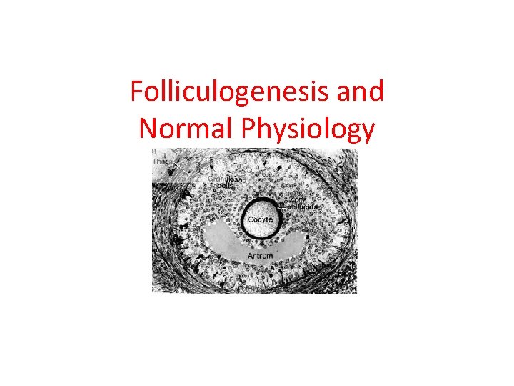 Folliculogenesis and Normal Physiology 