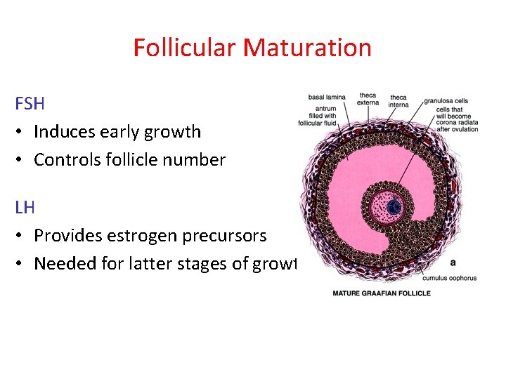 Follicular Maturation FSH • Induces early growth • Controls follicle number LH • Provides