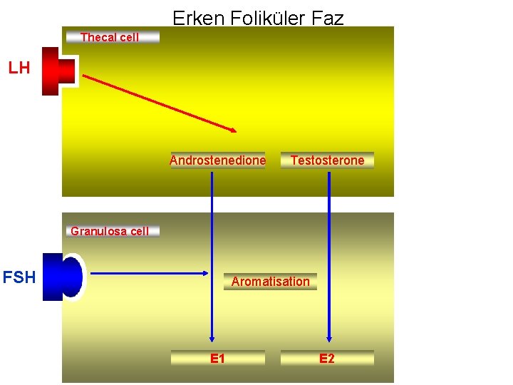 Erken Foliküler Faz Thecal cell LH Androstenedione Testosterone Granulosa cell FSH IGF II Aromatisation
