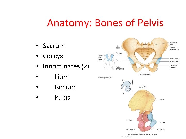 Anatomy: Bones of Pelvis • • • Sacrum Coccyx Innominates (2) Ilium Ischium Pubis