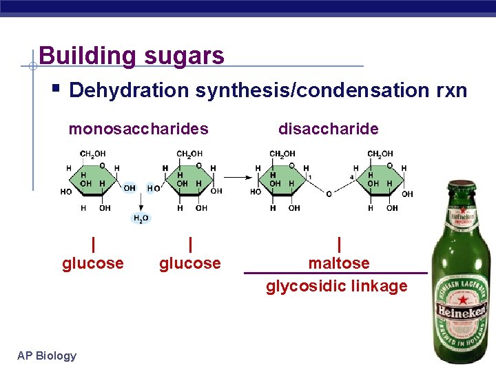 Building sugars § Dehydration synthesis/condensation rxn monosaccharides | glucose AP Biology | glucose disaccharide