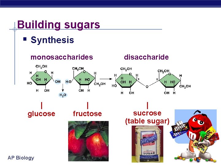 Building sugars § Synthesis monosaccharides | glucose AP Biology | fructose disaccharide | sucrose