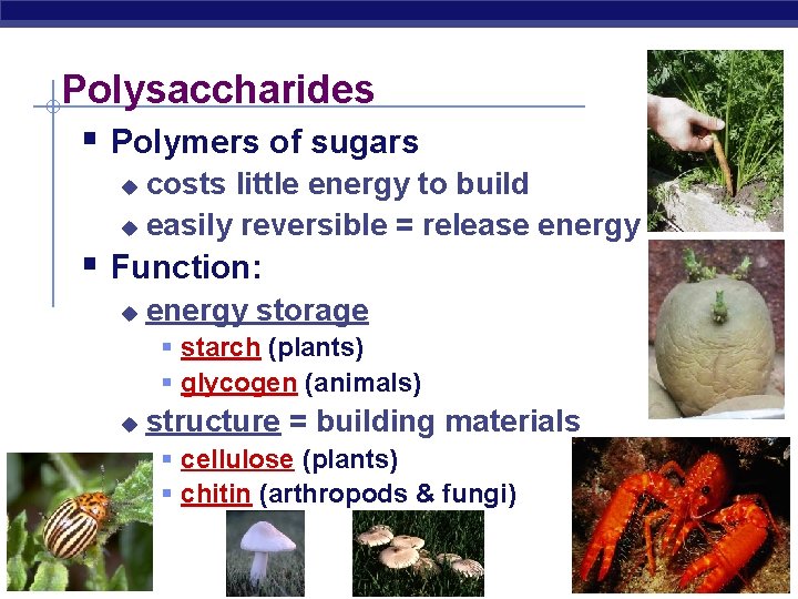 Polysaccharides § Polymers of sugars costs little energy to build u easily reversible =