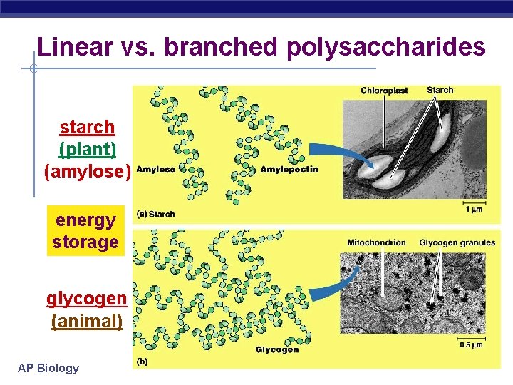 Linear vs. branched polysaccharides starch (plant) (amylose) energy storage glycogen (animal) AP Biology 