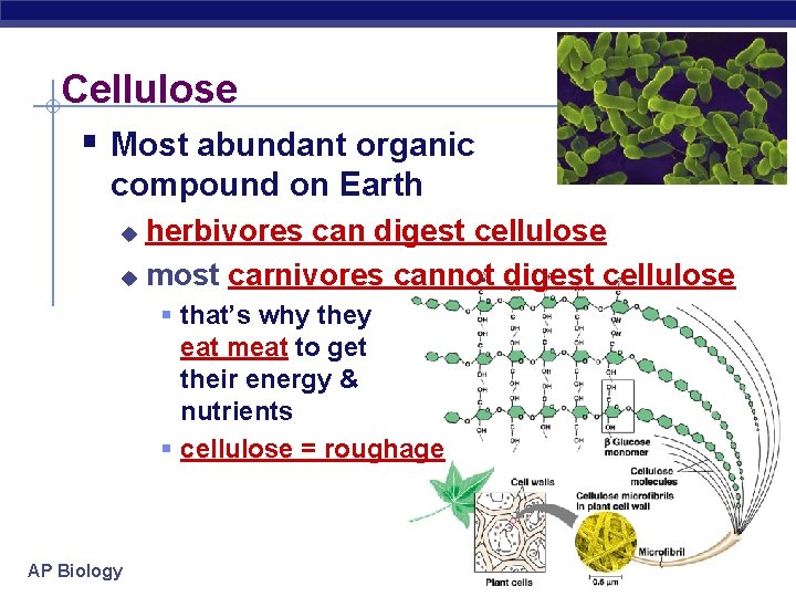 Cellulose § Most abundant organic compound on Earth herbivores can digest cellulose u most