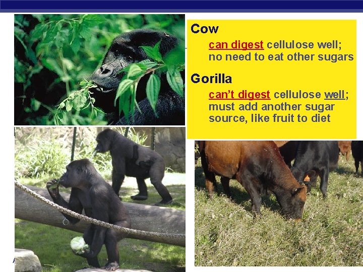 Cow can digest cellulose well; no need to eat other sugars Gorilla can’t digest