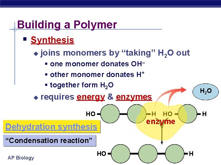 Building a Polymer § Synthesis u joins monomers by “taking” H 2 O out
