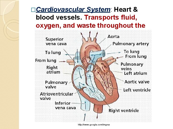 �Cardiovascular System: Heart & blood vessels. Transports fluid, oxygen, and waste throughout the body.