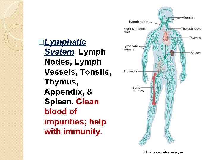 �Lymphatic System: Lymph Nodes, Lymph Vessels, Tonsils, Thymus, Appendix, & Spleen. Clean blood of