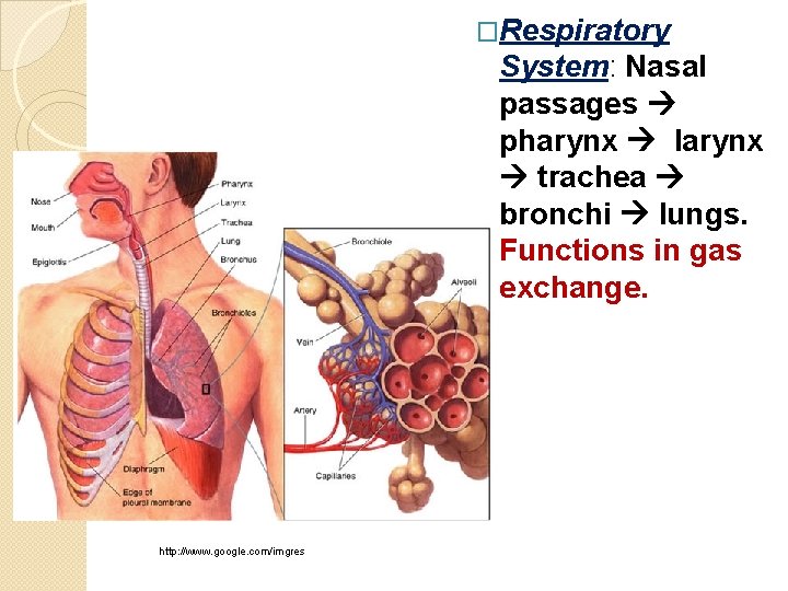 �Respiratory System: Nasal passages pharynx larynx trachea bronchi lungs. Functions in gas exchange. http: