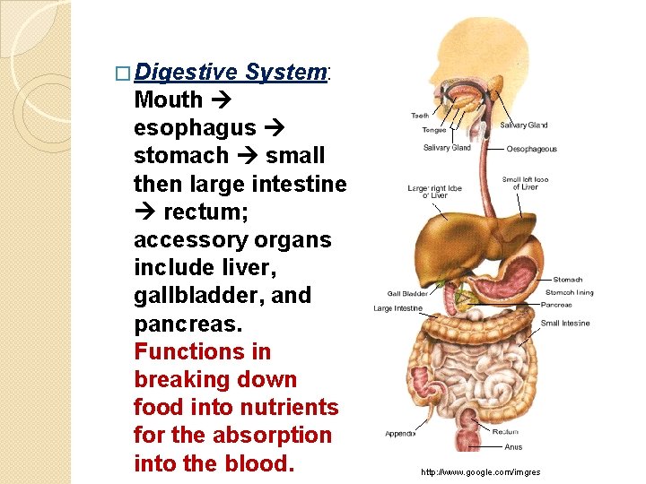 � Digestive System: Mouth esophagus stomach small then large intestine rectum; accessory organs include