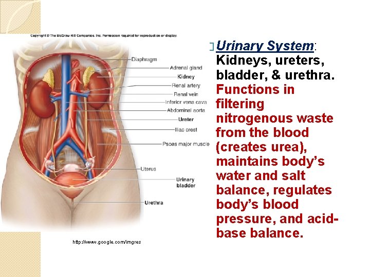 � Urinary http: //www. google. com/imgres System: Kidneys, ureters, bladder, & urethra. Functions in