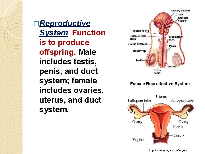 �Reproductive System: Function is to produce offspring. Male includes testis, penis, and duct system;
