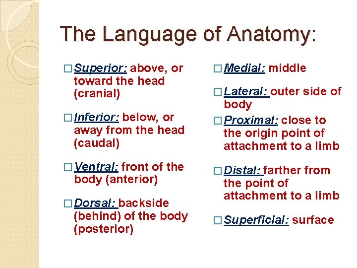 The Language of Anatomy: � Superior: above, or toward the head (cranial) � Inferior: