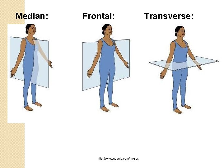 Median: Frontal: http: //www. google. com/imgres Transverse: 