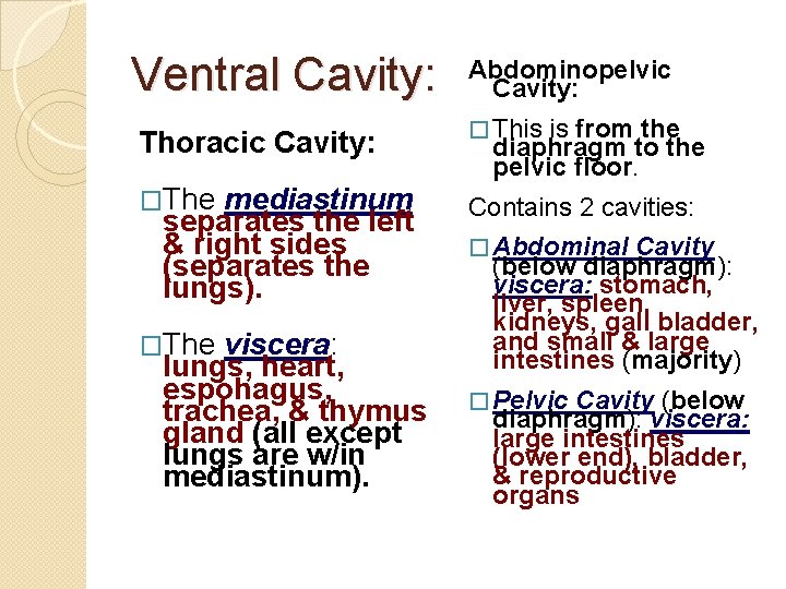 Ventral Cavity: Thoracic Cavity: �The mediastinum separates the left & right sides (separates the