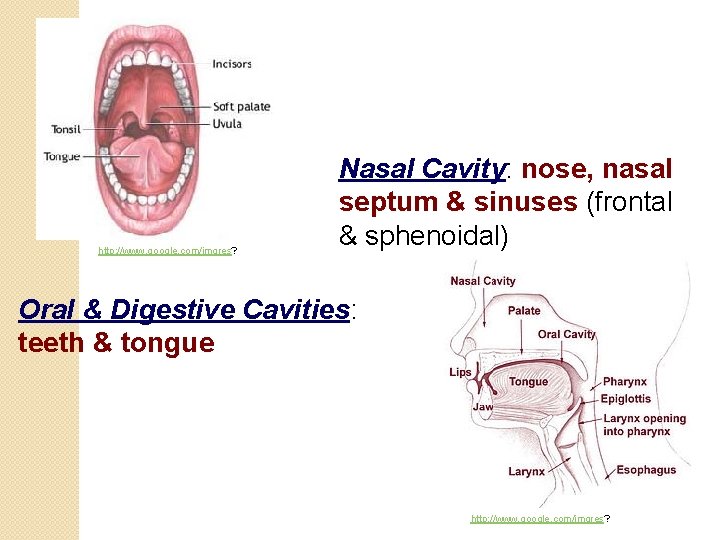 http: //www. google. com/imgres? Nasal Cavity: nose, nasal septum & sinuses (frontal & sphenoidal)