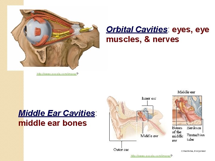 Orbital Cavities: eyes, eye muscles, & nerves http: //www. google. com/imgres? Middle Ear Cavities: