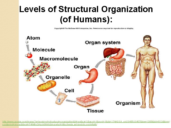 Levels of Structural Organization (of Humans): http: //www. google. com/imgres? q=levels+of+structural+organization&hl=en&sa=X&qscrl=1&nord=1&rlz=1 T 4 ADSA_en.