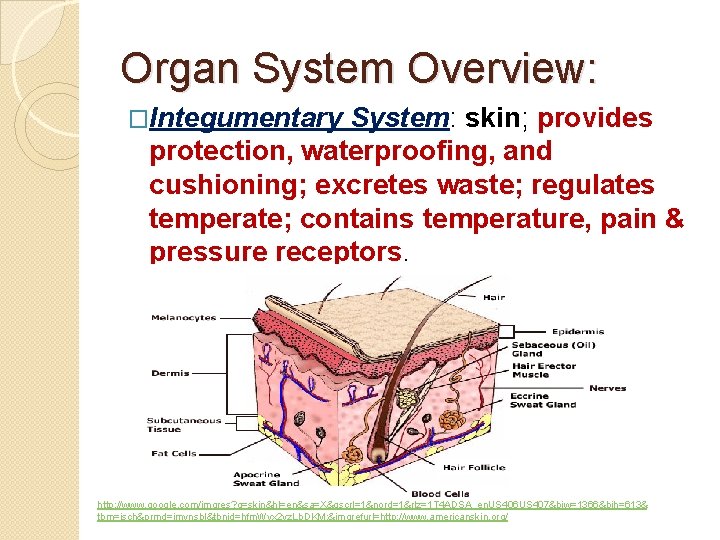 Organ System Overview: �Integumentary System: skin; provides protection, waterproofing, and cushioning; excretes waste; regulates