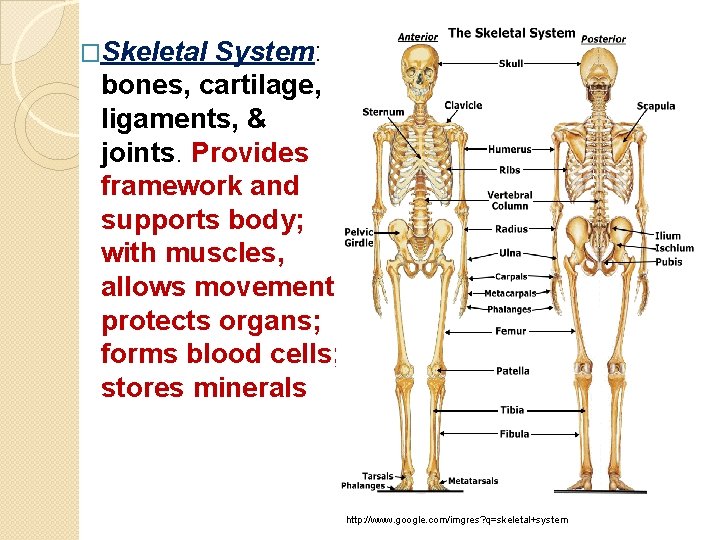 �Skeletal System: bones, cartilage, ligaments, & joints. Provides framework and supports body; with muscles,