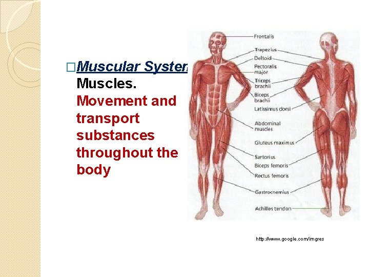 �Muscular System: Muscles. Movement and transport substances throughout the body http: //www. google. com/imgres