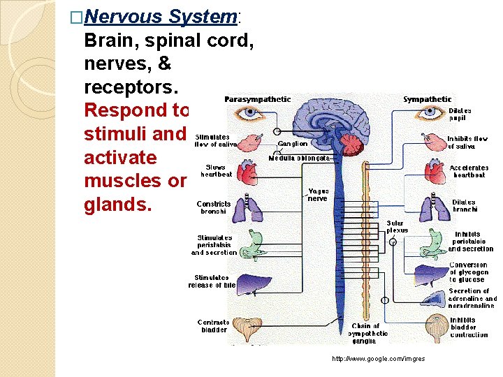 �Nervous System: Brain, spinal cord, nerves, & receptors. Respond to stimuli and activate muscles