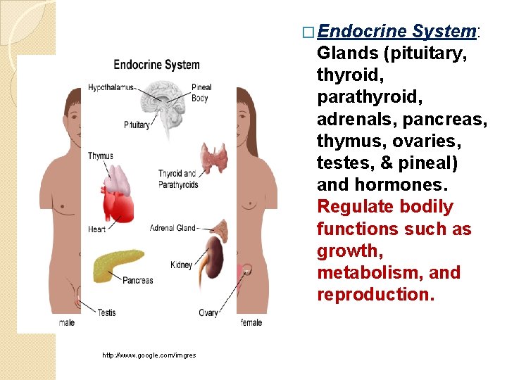 � Endocrine System: Glands (pituitary, thyroid, parathyroid, adrenals, pancreas, thymus, ovaries, testes, & pineal)