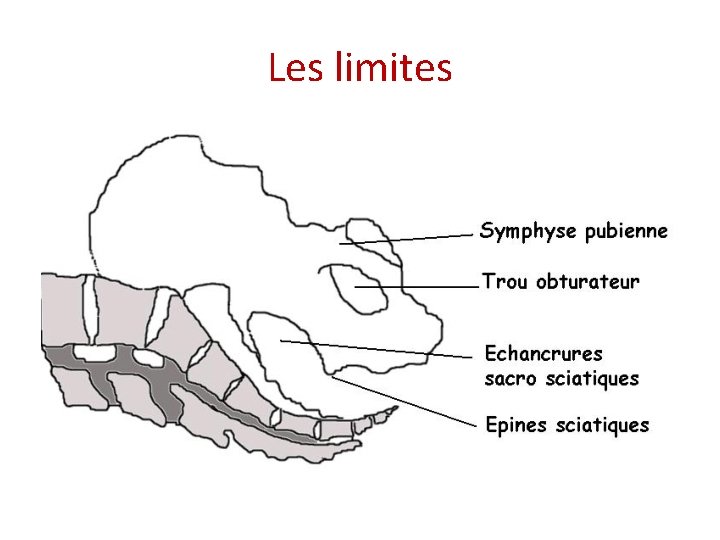 Les limites 