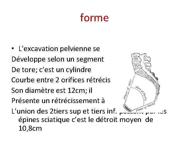 forme • L’excavation pelvienne se Développe selon un segment De tore; c’est un cylindre