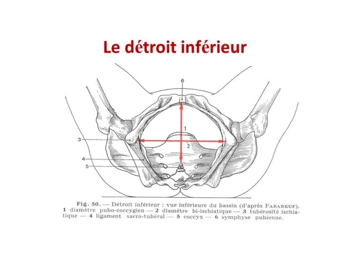 Éléments constitutifs 