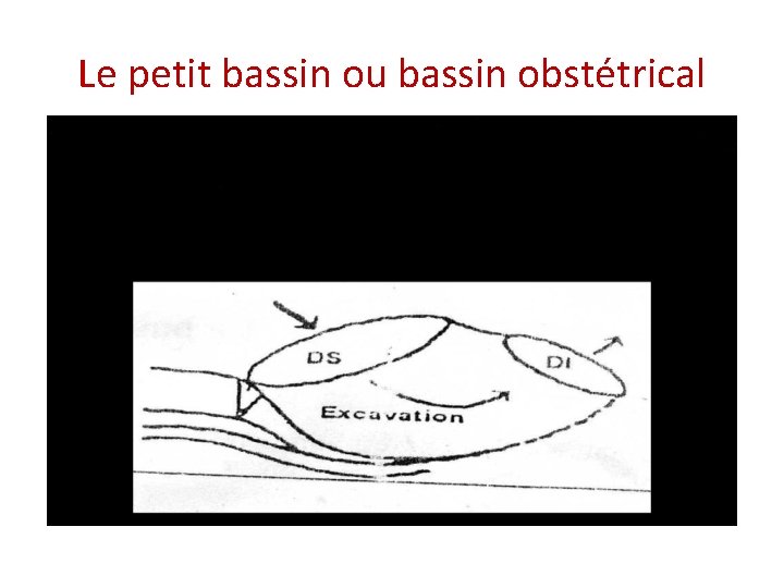 Le petit bassin ou bassin obstétrical 