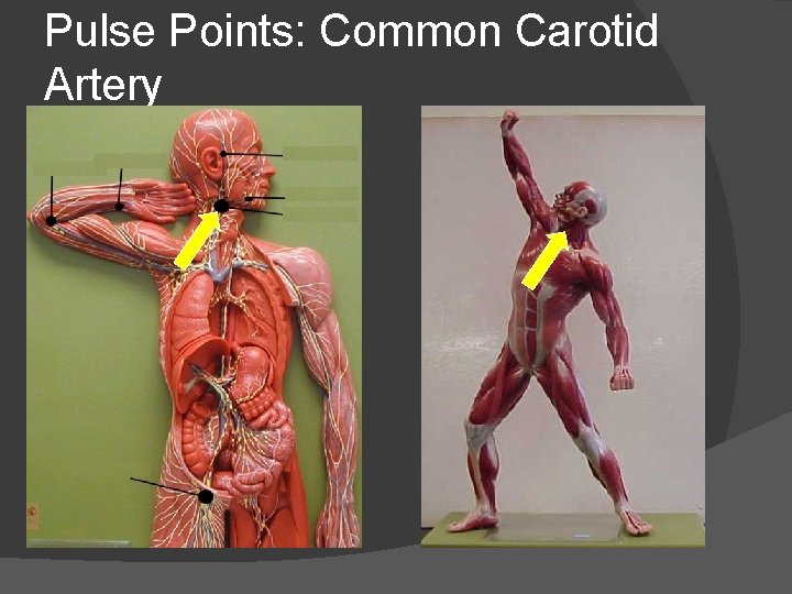Pulse Points: Common Carotid Artery 