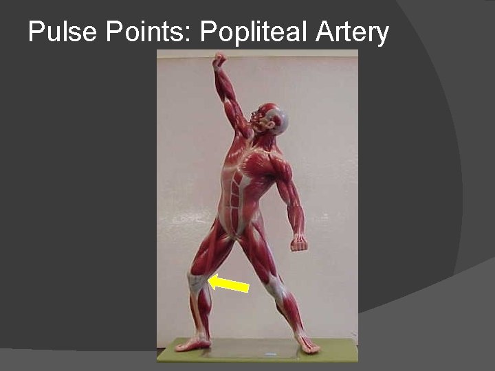 Pulse Points: Popliteal Artery 