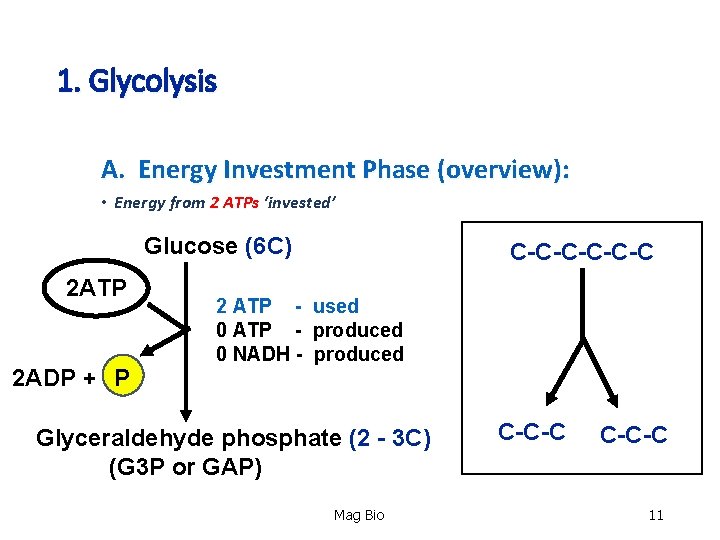1. Glycolysis A. Energy Investment Phase (overview): • Energy from 2 ATPs ‘invested’ Glucose