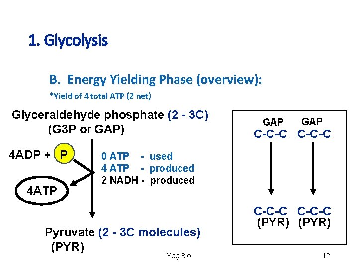 1. Glycolysis B. Energy Yielding Phase (overview): *Yield of 4 total ATP (2 net)