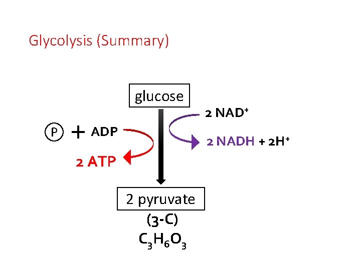 Glycolysis (Summary) glucose P ADP 2 NAD+ 2 NADH + 2 H+ 2 ATP