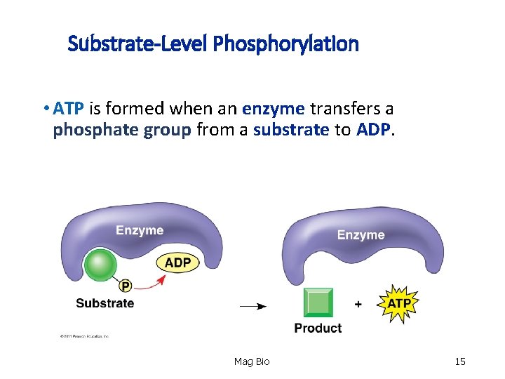 Substrate-Level Phosphorylation • ATP is formed when an enzyme transfers a phosphate group from