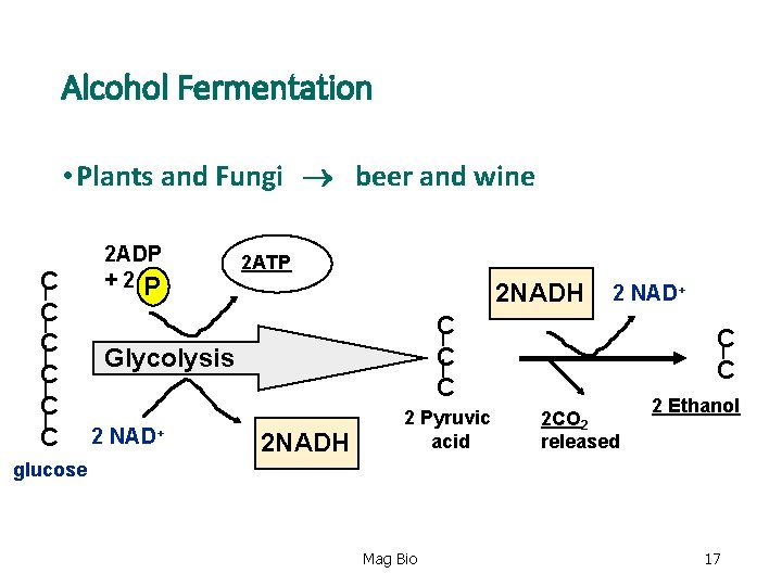 Alcohol Fermentation • Plants and Fungi beer and wine C C C 2 ADP