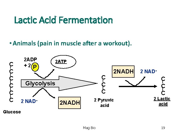 Lactic Acid Fermentation • Animals (pain in muscle after a workout). C C C