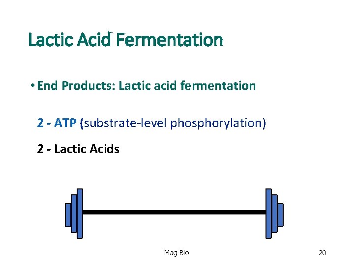 Lactic Acid Fermentation • End Products: Lactic acid fermentation 2 - ATP (substrate-level phosphorylation)