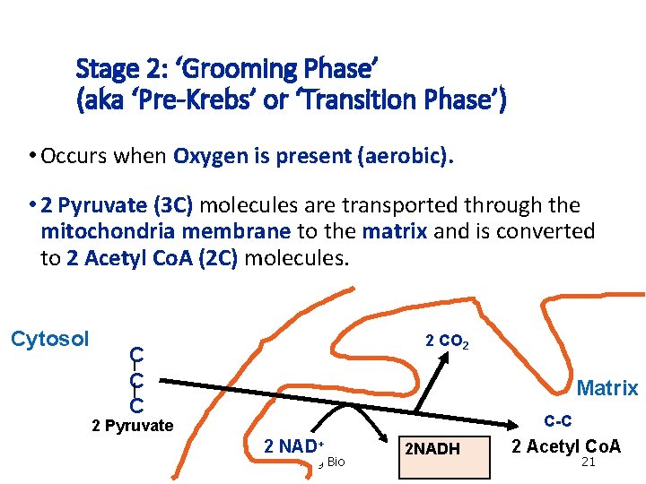 Stage 2: ‘Grooming Phase’ (aka ‘Pre-Krebs’ or ‘Transition Phase’) • Occurs when Oxygen is