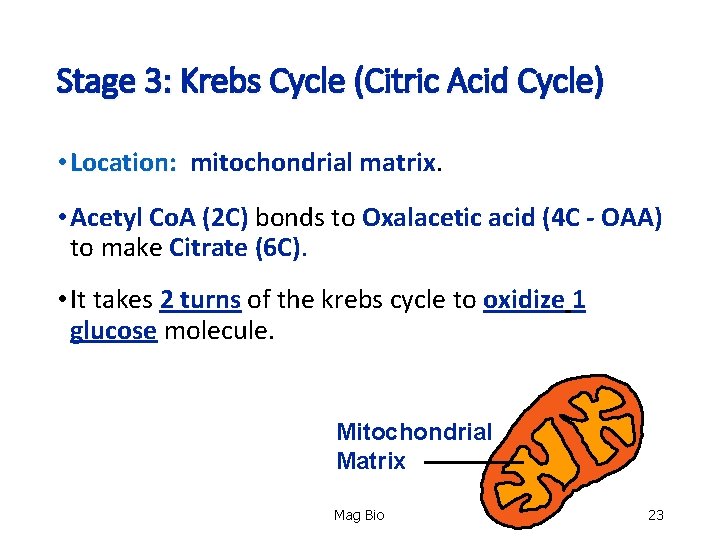 Stage 3: Krebs Cycle (Citric Acid Cycle) • Location: mitochondrial matrix. Location: • Acetyl