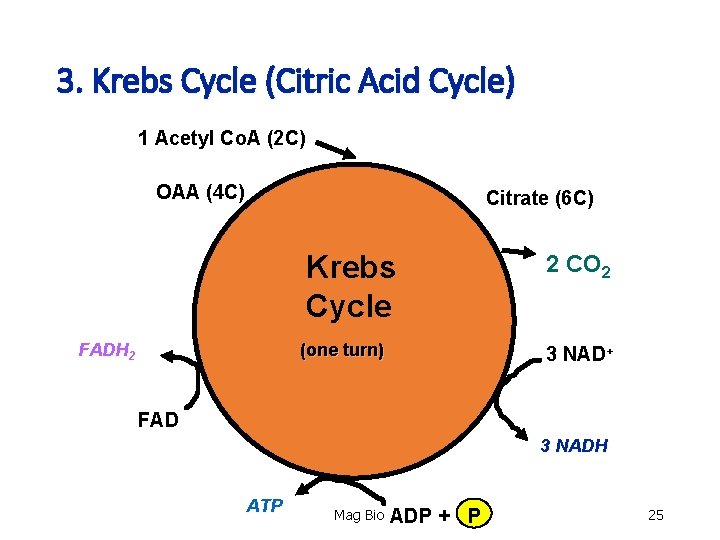3. Krebs Cycle (Citric Acid Cycle) 1 Acetyl Co. A (2 C) OAA (4